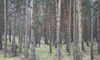 Coniferous trees are seen in the woods of Biale Blota in Bydgoszcz, Poland on 17 September...