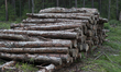 Logs are seen in the woods of Gmina Biale Blota in Bydgoszcz, Poland on 17 September, 2017...