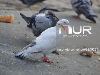 A white pigeon can be seen among other pigeons in the Kizilay square of Ankara, Turkey on September 19, 2017. (