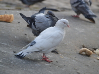 A white pigeon can be seen among other pigeons in the Kizilay square of Ankara, Turkey on September 19, 2017. (