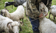 Late spring, when shepherds go to Carpathian mountain valleys all villagers come to celebr...
