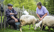 Late spring, when shepherds go to Carpathian mountain valleys all villagers come to celebr...