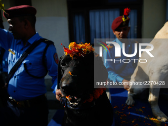 Nepal police officer worship police dogs applying vermillion power and flower during the “Kukur Tihar” or Dog worship day on the second day...