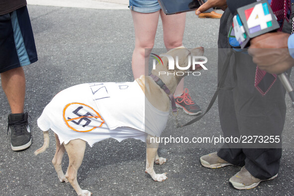 (171018) -- Gainesville, October 18, 2017 -- A protester dresses his dog in an anti-nazi shirt at the University of Florida in Gainesville,...