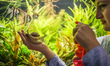 A member of staff watering snails during the Exhibition of Giant African Snails on Novembe...