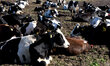Cows in  a farm in Point Reyes National Seashore, located in Marin County, California, Uni...