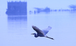 An egret searches for food in Anasagar lake in Ajmer, Rajasthan, India on 14 January 2018....