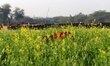 An Indian farmer work in mustard field on the outskirts of Ajmer, India, on 21 January 201...