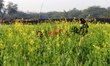 An Indian farmer work in mustard field on the outskirts of Ajmer, India, on 21 January 201...