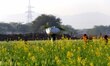 An Indian farmer work in mustard field on the outskirts of Ajmer, India, on 21 January 201...