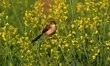 A bird sit in the mustard field on the outskirts of Ajmer, India, on 21 January 2018. 