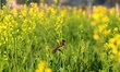 A bird sit in the mustard field on the outskirts of Ajmer, India, on 21 January 2018. 