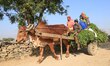 A farmers transports fodder for her cattle on a bullock cart on the outskirts of Ajmer, In...