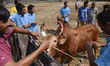 A Thai bull owner prepares his bull for a bullfight in Nakhon Si Thammarat Province, Thail...