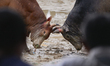 Bullfighting at the bullfighting arena in Nakhon Si Thammarat Province, Thailand,  on Janu...
