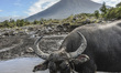 Water buffalos roam a swamp as Mount Mayon spews smoke as seen from Guinobatan, Albay prov...