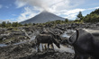 Water buffalos roam a swamp as Mount Mayon spews smoke as seen from Guinobatan, Albay prov...