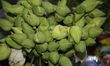 Lotus flower buds being sold at the Nataraja Temple complex in Chidambaram, Tamil Nadu, In...