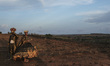 A couple dressed as king and queen are seen in a cane field as they await the beginning of...
