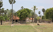 Farmhouse just outside the town of Jaffna, Sri Lanka. 