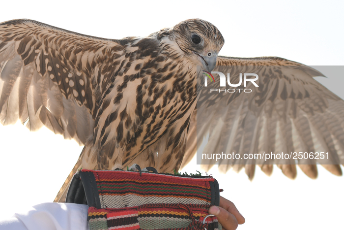Falconry - UAE's oldest tradition and sport