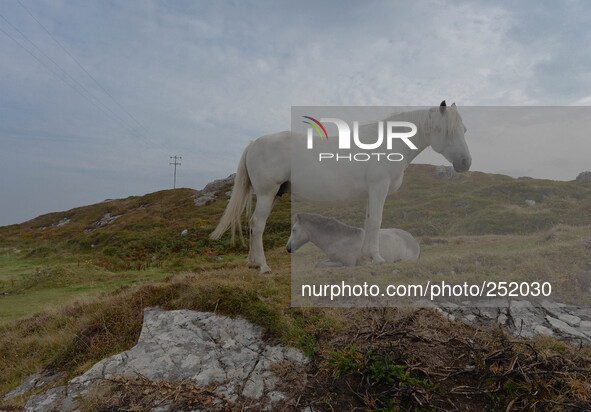 Horses seen near Clifden. 17th September 2014, Connemara, County Galway, Ireland. Photo: Artur Widak /NurPhoto 