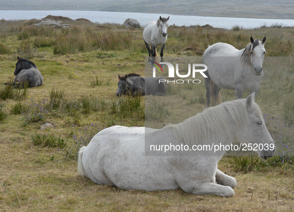 A herd of horses in Western Connemara area, near Cleggan. Connemara, County Galway, Ireland. Photo: Artur Widak /NurPhoto 