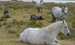 A herd of horses in Western Connemara area, near Cleggan. Connemara, County Galway, Irelan...