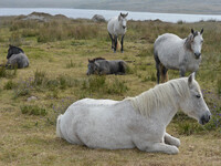 A herd of horses in Western Connemara area, near Cleggan. Connemara, County Galway, Ireland. Photo: Artur Widak /NurPhoto (