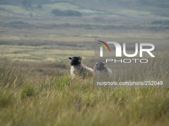 A view of Connemara sheeps near Fountainhill area. Connemara, County Galway, Ireland. Photo: Artur Widak /NurPhoto (