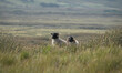 A view of Connemara sheeps near Fountainhill area. Connemara, County Galway, Ireland. Phot...