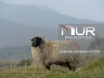 A view of Connemara sheep near Fountainhill area. Connemara, County Galway, Ireland. Photo: Artur Widak /NurPhoto (