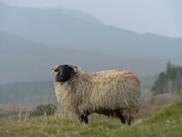 A view of Connemara sheep near Fountainhill area. Connemara, County Galway, Ireland. Photo: Artur Widak /NurPhoto (