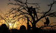 Palestinian boys play on a tree west of Gaza City, on February 27, 2018. 