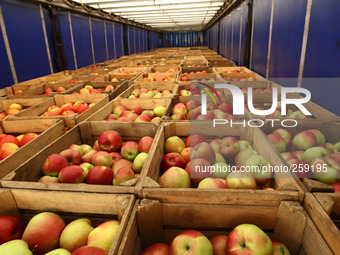 Gdansk, Poland 25th, September 2014
Polish Red Cross magazine in Gdansk. Workers unload transport of apples from manufacturers from Gora Kal...