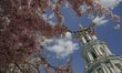 A Japanese cherry tree is seen in bloom in front of Great Bell-tower of Kyiv Pechersk Lavr...