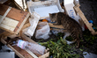 When the market finishes in the evening cats can start their feast at the Ballaro market i...