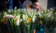 Lilys of the valley on sale. Several thousands people took part in the traditional May Day...