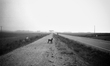A dog, my companion on the journey along the Meseta, in Revenga de Campos, Spain, on Decem...