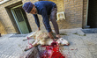 Killing of sacred sheep called Qurbani for celebration Eid-e qorban in the house of Yazd i...