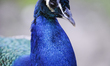 A peacock is seen in the Royal Baths park in Warsaw, Poland on May 25, 2018. 