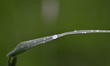Rain drops on grass in Aachen, Germany on May 20, 2018. 