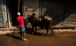A man is washing his cow before sacrificing at Dhaka, Bangladesh, Monday, October 06 2014....