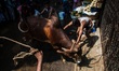 A cow is going to be sacrificed on the 1st day of Eid-ul-Adha at Dhaka, Bangladesh, Monday...