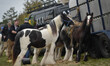 Horses for sale at Ballinasloe 2014 Horse Fair and Festival. Ballinasloe, County Galway, I...