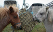 Mini-horses at Ballinasloe 2014 Horse Fair and Festival. Ballinasloe, County Galway, Irela...