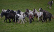 A youn man try to manage a group of wild horses at Ballinasloe 2014 Horse Fair and Festiva...