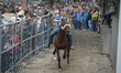 A rider tests horses during few short races during the opening day of the 2014 Ballinasloe...