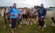 Vendors with their Horses for sale during the 2014 Ballinasloe Horse Fair and Festival. ....