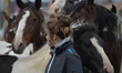 Horses for sale during the 2014 Ballinasloe Horse Fair and Festival. . Ballinasloe, County...